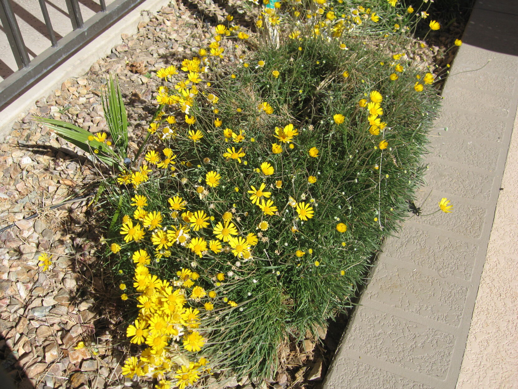 GV Gardeners: Early blooms in the desert garden